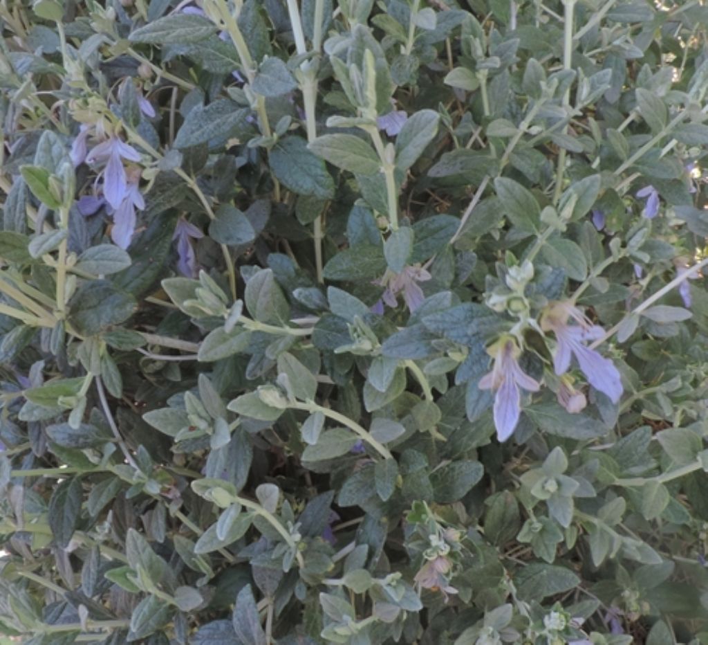 Cespuglio verde e compatto:  Teucrium fruticans (Lamiaceae)